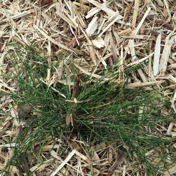 Casuarina glauca