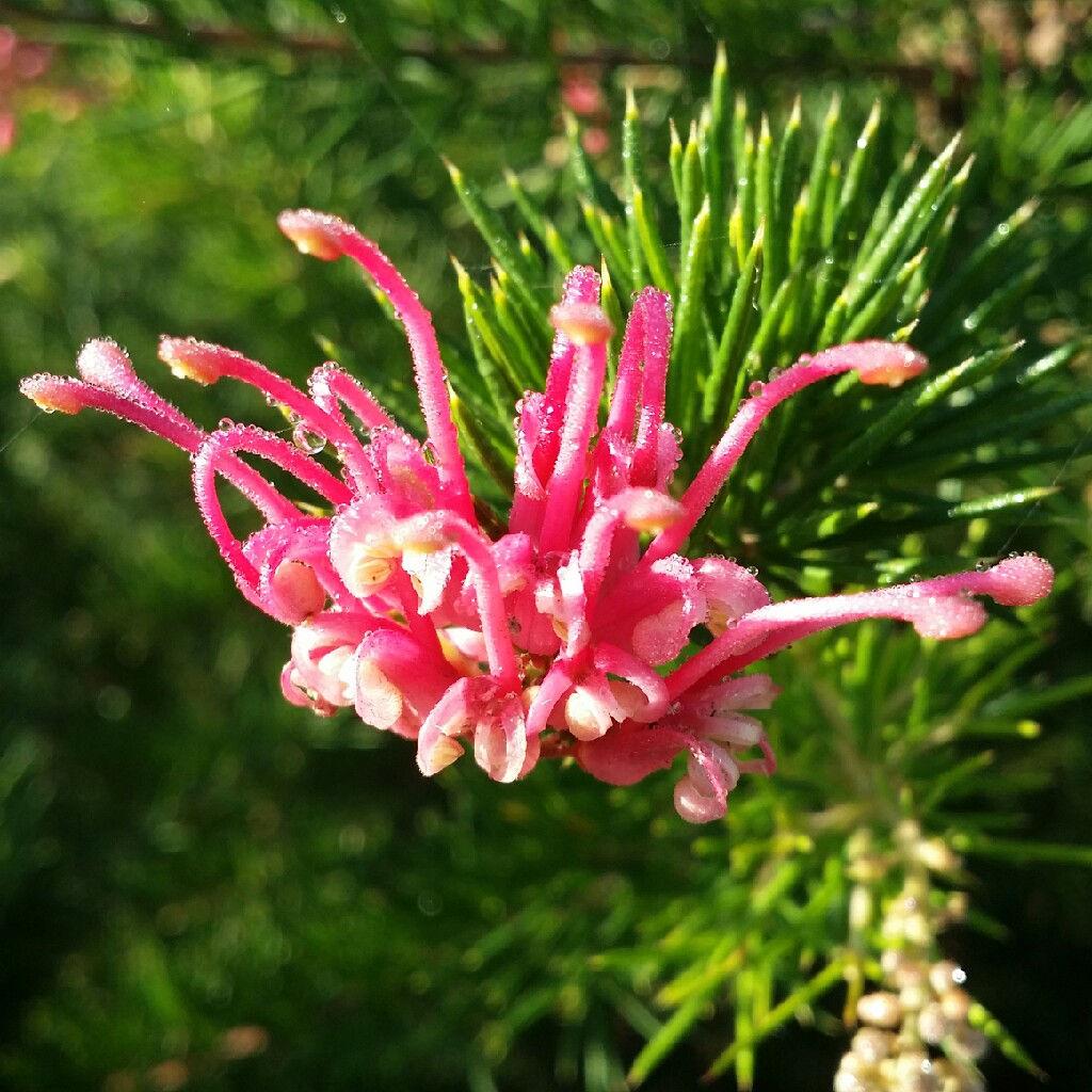 Grevillea Juniperina x rosmarinifolia 'Canberra Gem'