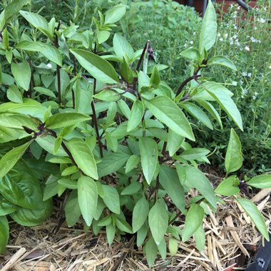 Ocimum basilicum 'Horapha' syn. Ocimum basilicum 'Thai', Ocimum basilicum 'Glycyrrhiza', Ocimum basilicum 'Liquorice', Ocimum basilicum 'Anise', Ocimum basilicum var. thyrsiflora