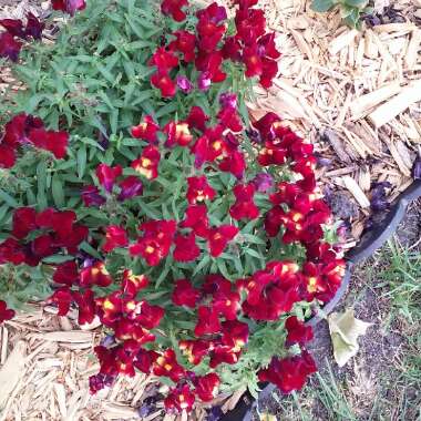 Chaenorhinum minus syn. Antirrhinum minus L.; Linaria minor