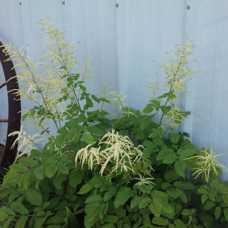 Plant image Aruncus dioicus