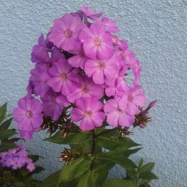 Phlox paniculata 'Blue Paradise'