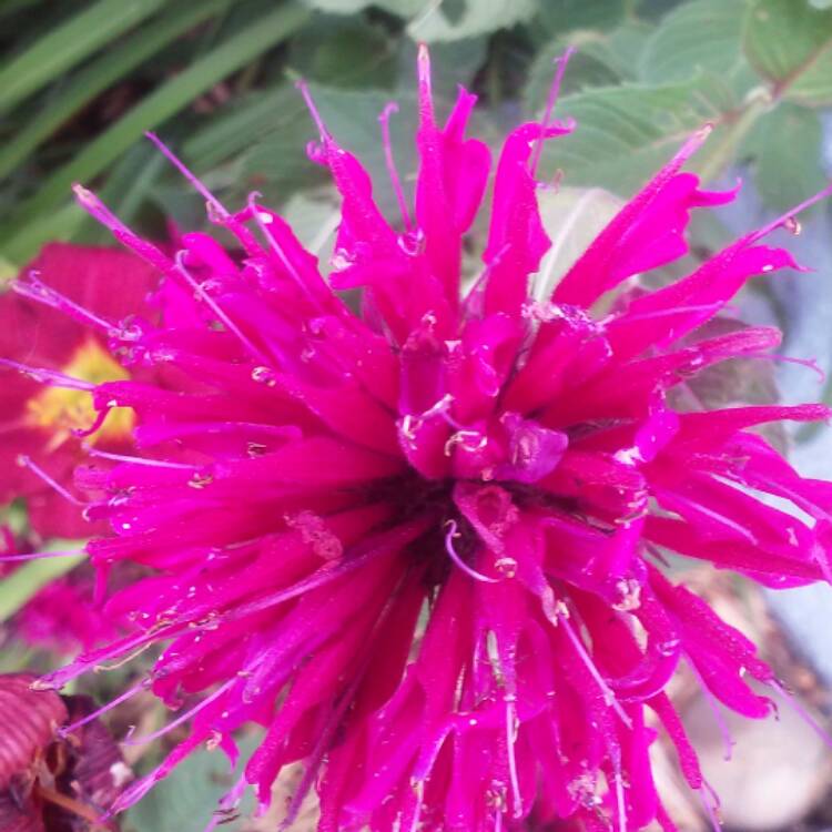 Plant image Monarda 'Raspberry Wine'