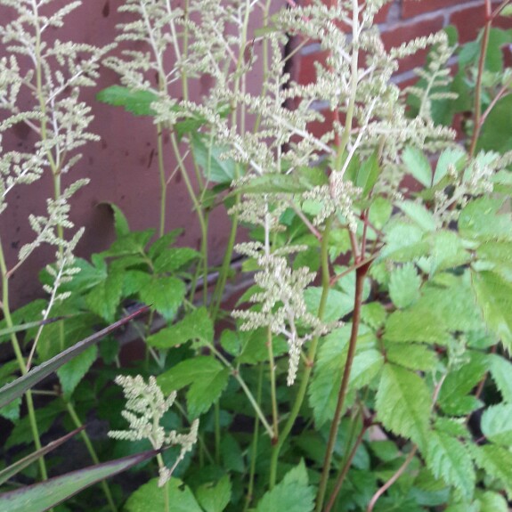 Plant image Astilbe x japonica 'Europa'