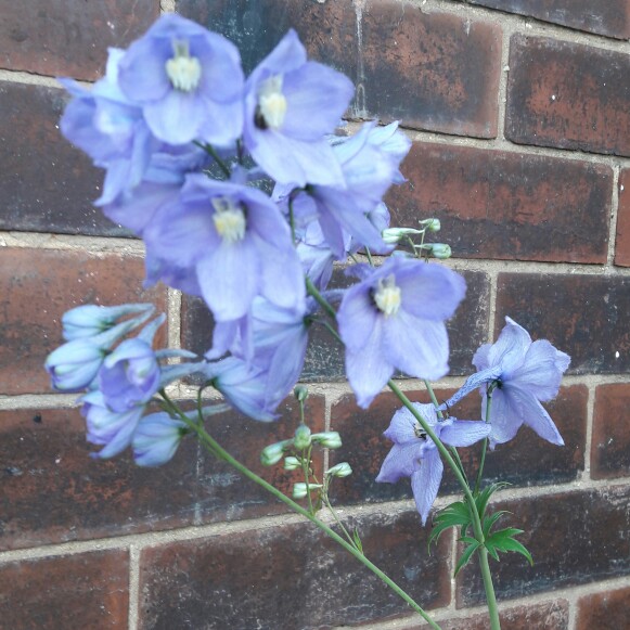 Delphinium 'Excalibur Light Blue'