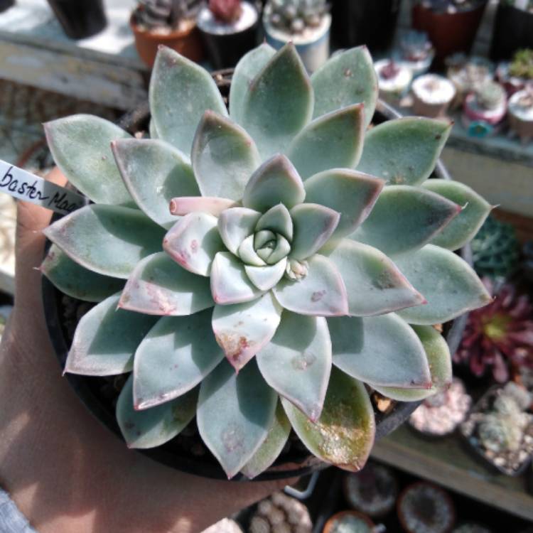 Plant image Echeveria Alabaster Magic