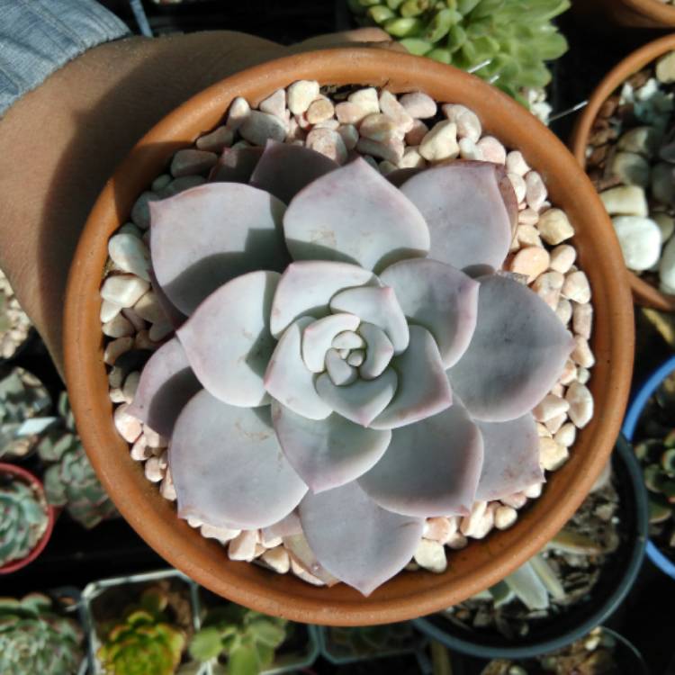 Plant image Graptoveria Pink Laui