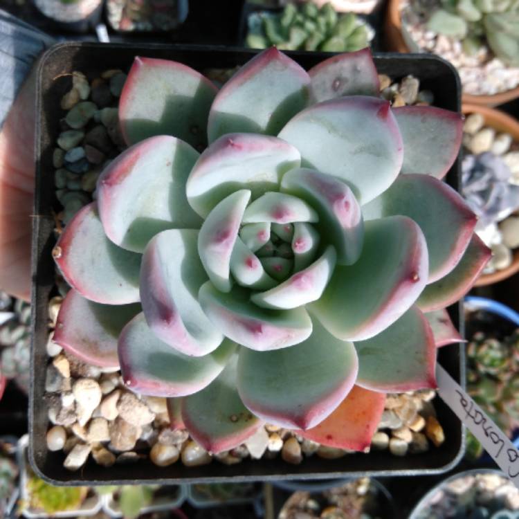 Plant image Echeveria Colorata