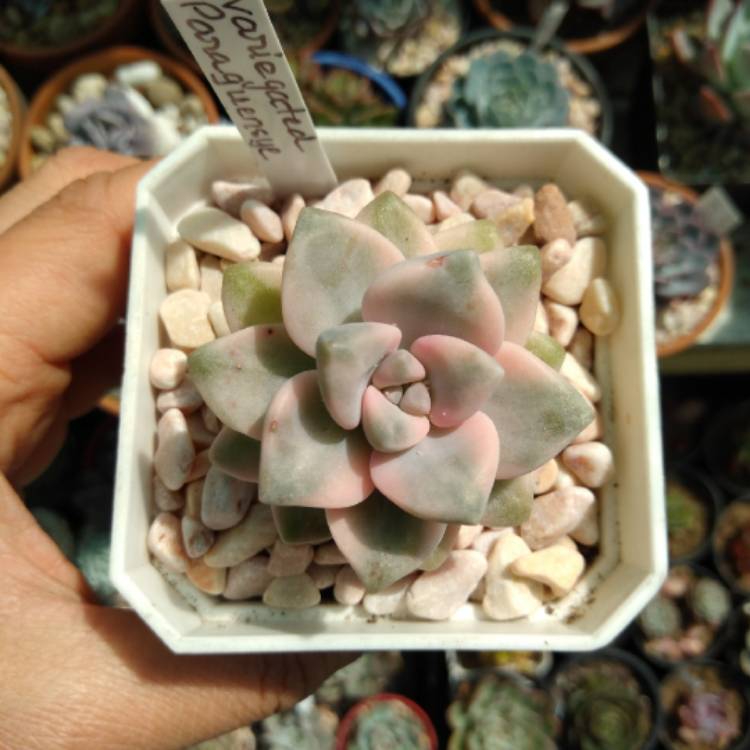 Plant image Graptopetalum Paraguayense Bernalense
