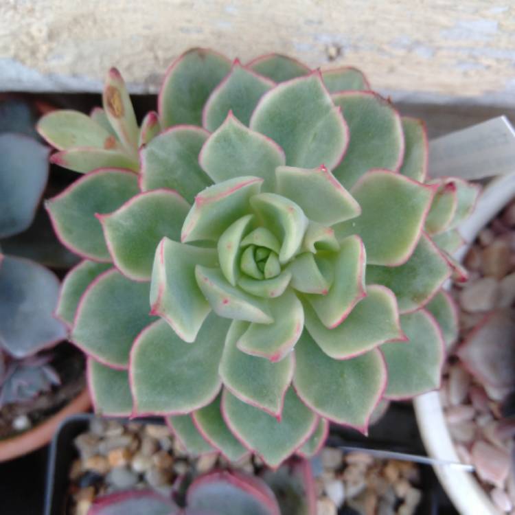 Plant image Echeveria Deren-Oliver