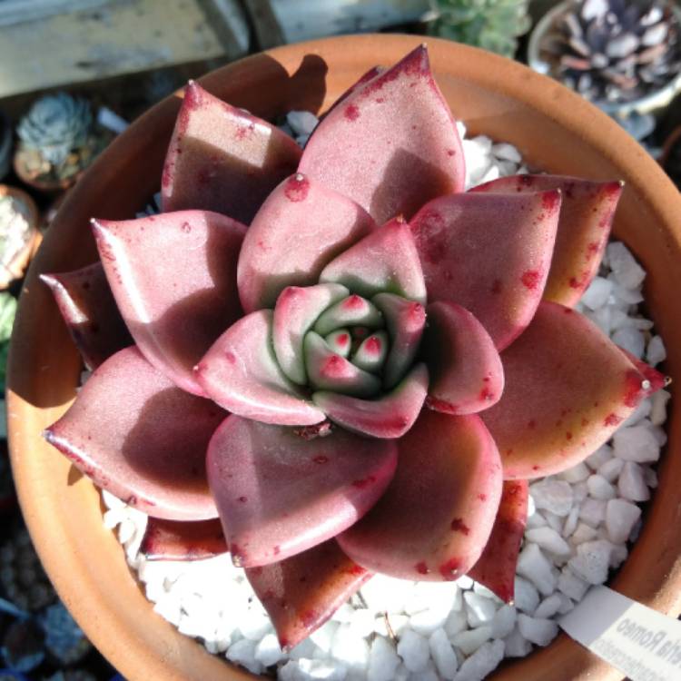 Plant image Echeveria Romeo