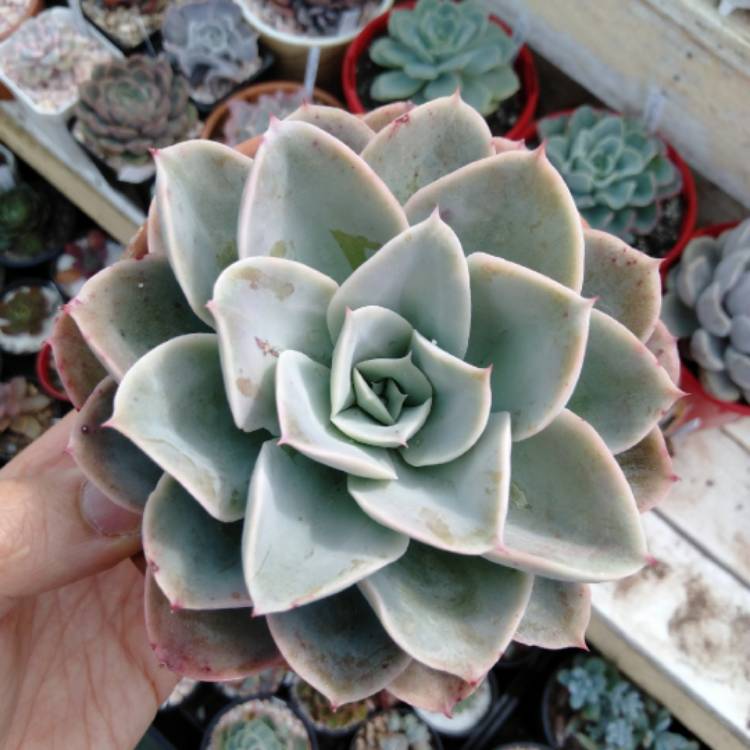 Plant image Echeveria Agyntha