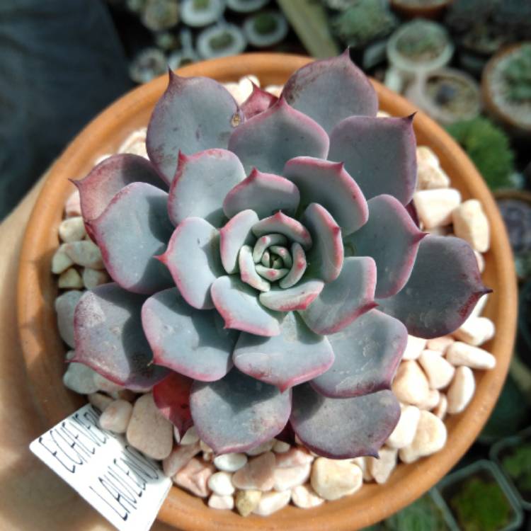 Plant image Echeveria Laulensis