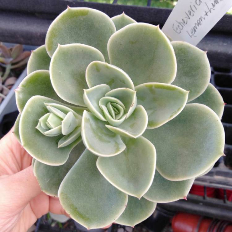 Plant image Echeveria Lemon And Lime