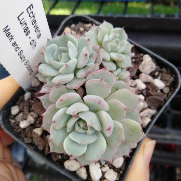 Plant image Echeveria Lunas