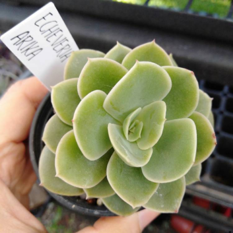 Plant image Echeveria Arika