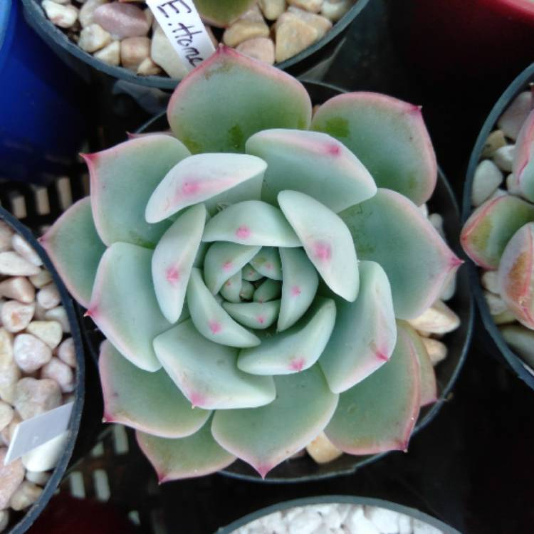 Plant image Echeveria Home Alone