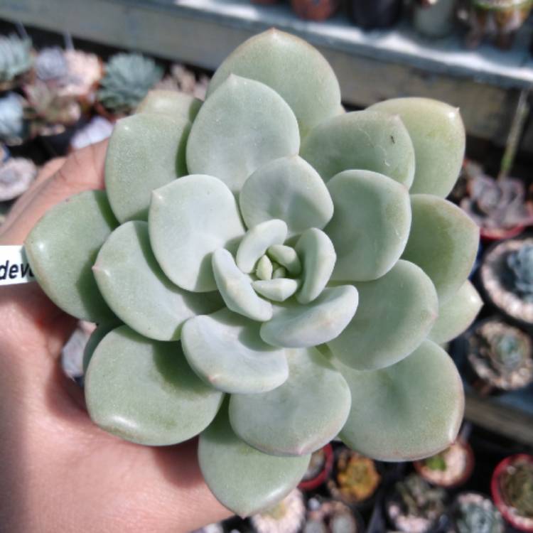 Plant image xSedeveria Pudgy