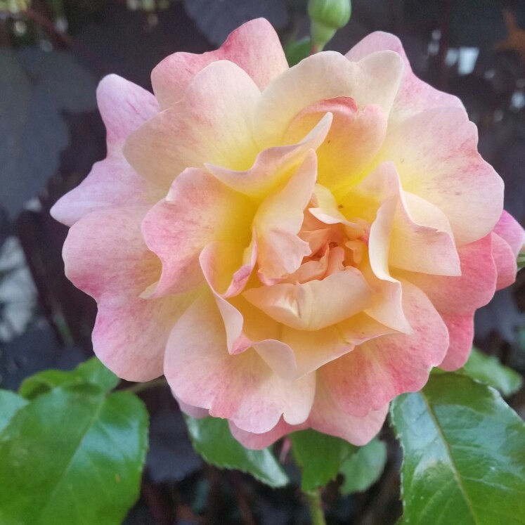 Plant image Rosa 'Designer Sunset'