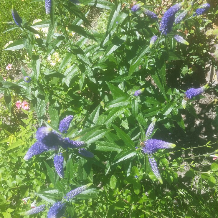 Plant image Veronica longifolia 'Alllord' syn. Veronica longifolia 'First Glory'