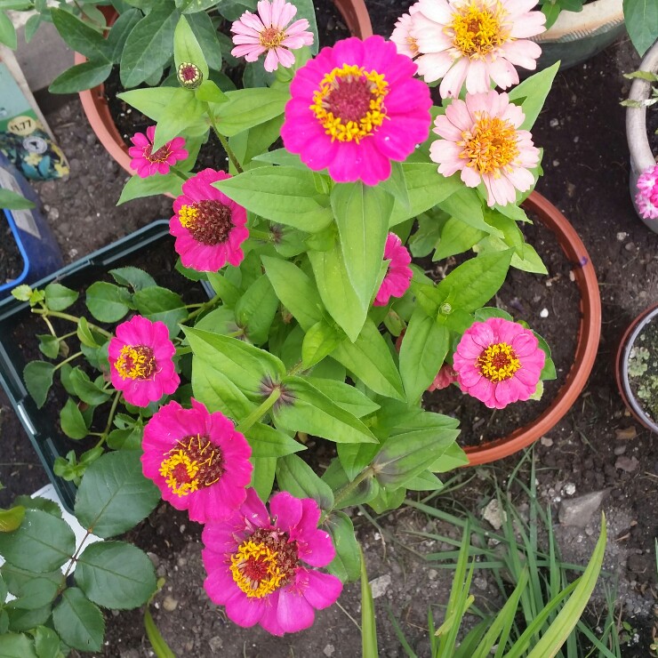 Zinnia elegans