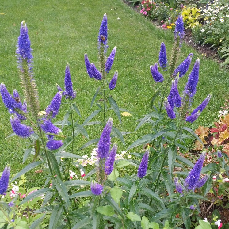 Veronica longifolia 'Alllord' syn. Veronica longifolia 'First Glory'