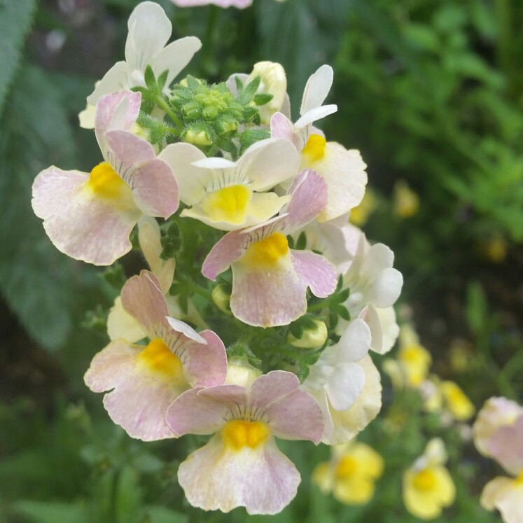 Nemesia 'Nesia Sunshine'