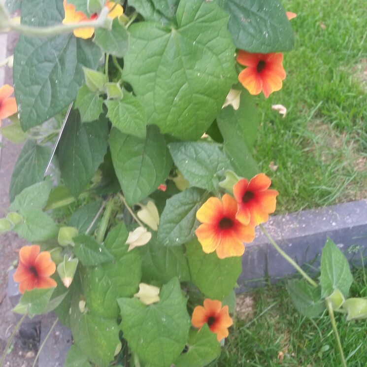 Plant image Thunbergia alata 'Arizona Glow'