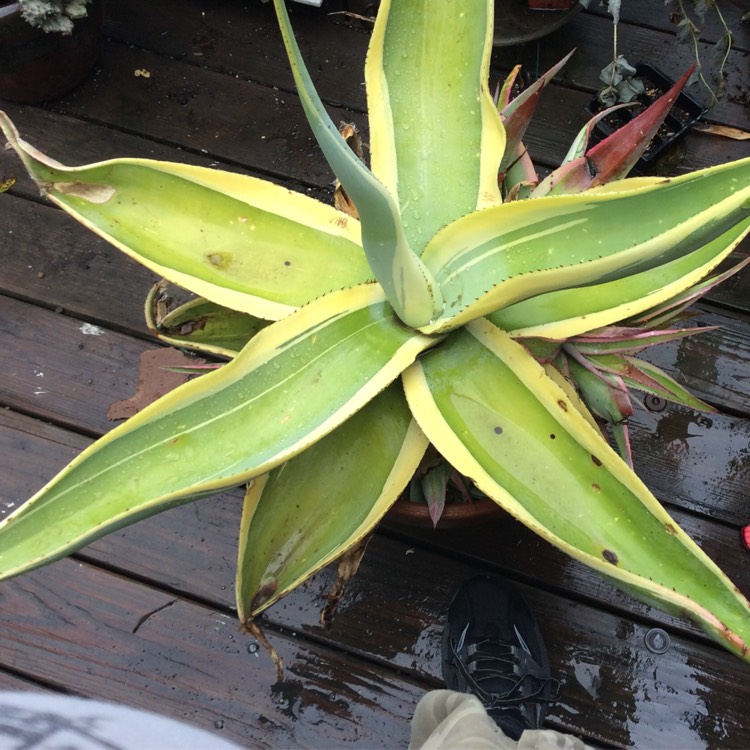 Plant image Agave guiengola 'Creme Brule'