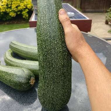 Courgette