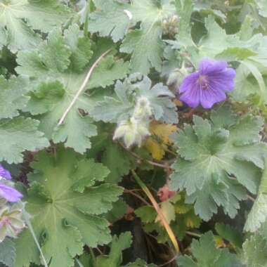 Cranesbill (Geranium)