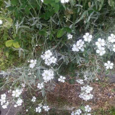 Snow in summer