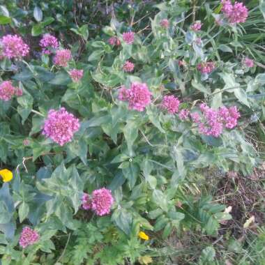 White Valerian