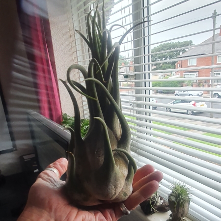 Plant image Tillandsia seleriana