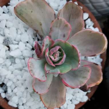 Echeveria Flying Cloud