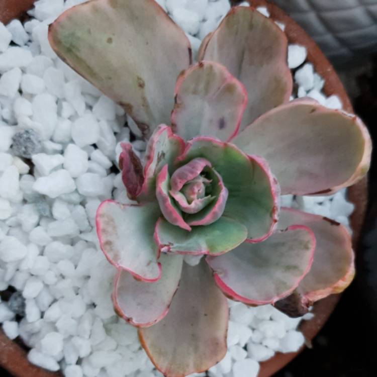 Plant image Echeveria Flying Cloud