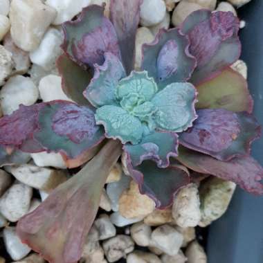 Echeveria Linguas