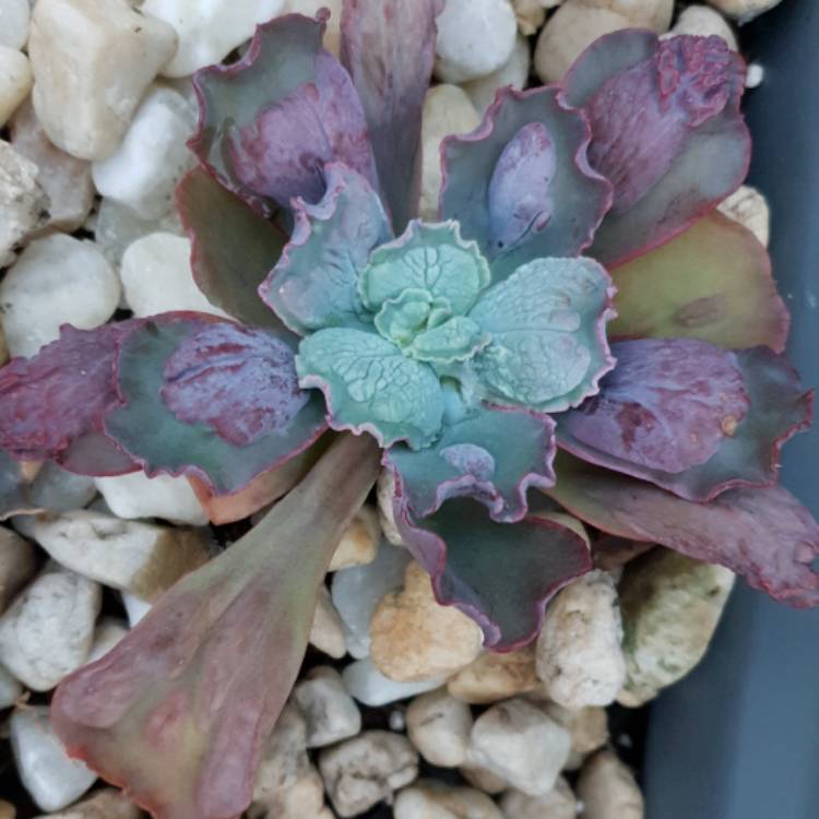 Plant image Echeveria Linguas