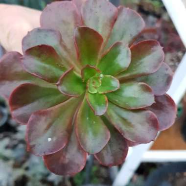 Echeveria Multicaulis