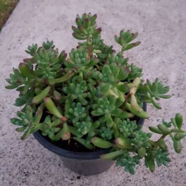 Echeveria Sedoides