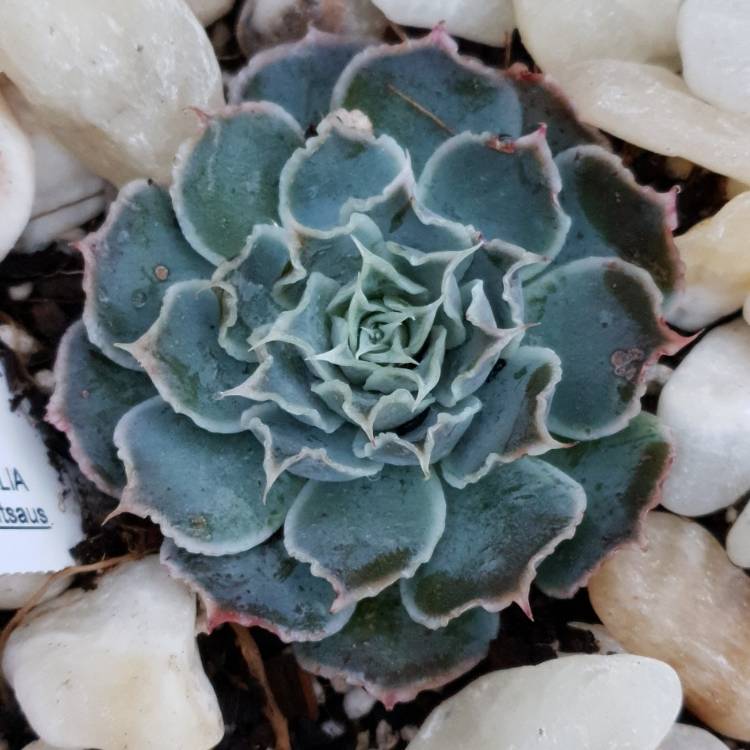 Plant image Echeveria Simulans Ascension