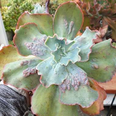 Echeveria Barbillion