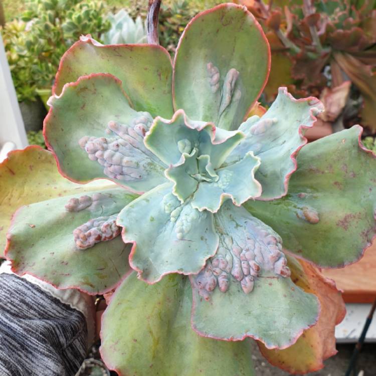 Plant image Echeveria Barbillion