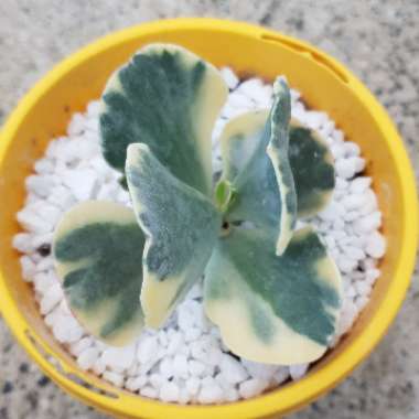 Cotyledon Orbiculata var. Orbiculata Variegata