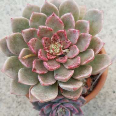 xGraptoveria Marpin