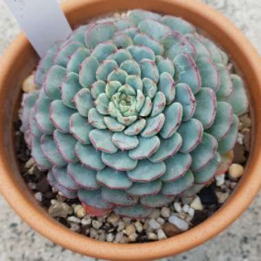 Echeveria Minima White Form