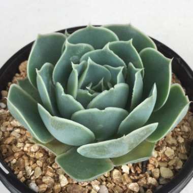 Echeveria Simulans Laguna Sanchez