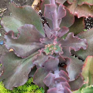 Echeveria Black Opal