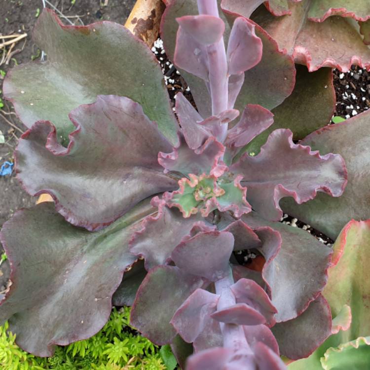 Plant image Echeveria Black Opal