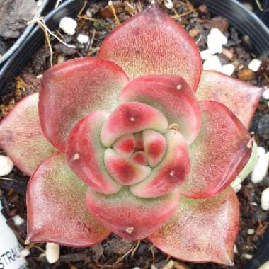 Echeveria Agavoides Amestro